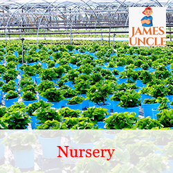 Nursery Mr. Biswanath Biswas in Ranaghat